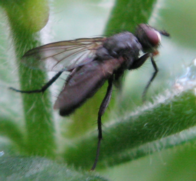 Tachinidae